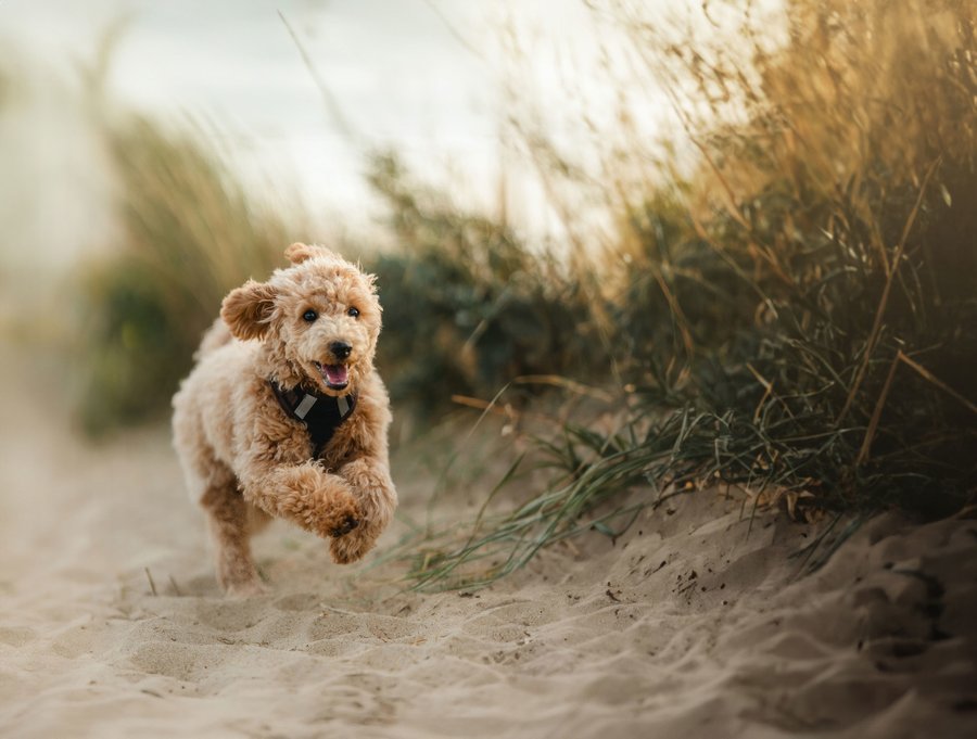 Hund l&auml;uft frei am Strand